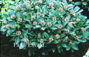 Skimmia Japonica